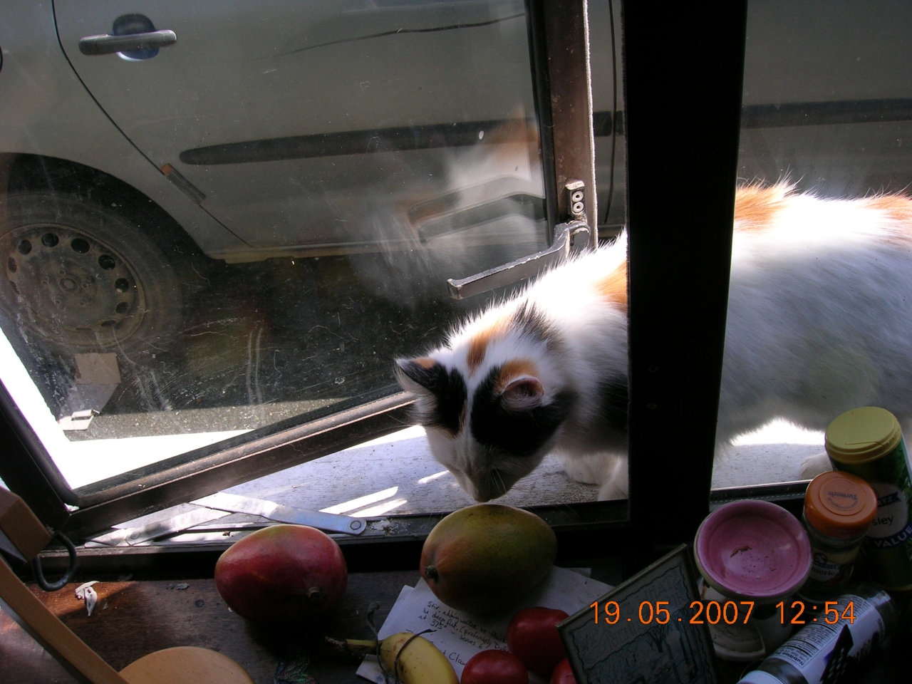 Momma - the cat formerly known as Calico